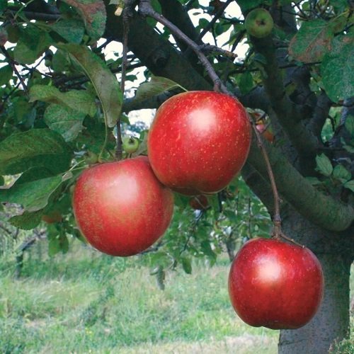 Sweet Apple Varieties 35