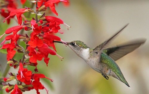 17 Plants That Attract Hummingbirds in Florida 2