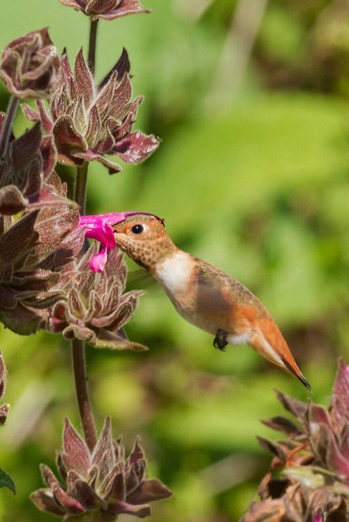 17 Plants That Attract Hummingbirds in Florida 7