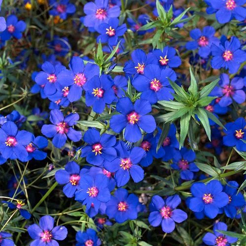 Pink and Blue Flowers 24