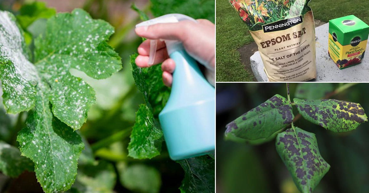 How To Use Epsom Salt As Fungicide For Plants 8176