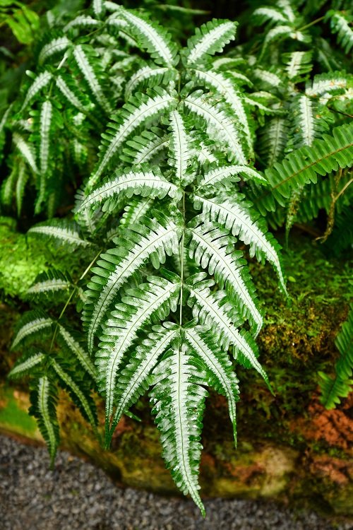 Best Colorful Ferns 4