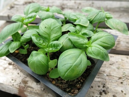 Tips to Grow Bigger Basil Leaves 3