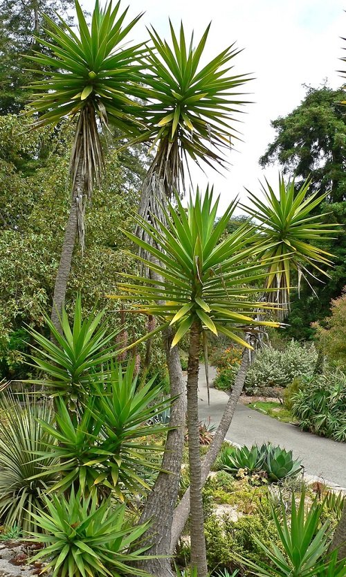 Different Types of Yucca Plant Varieties 14