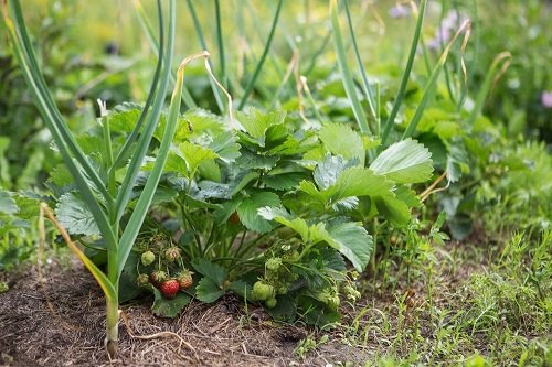 Best Garlic Companion Plants strwberries