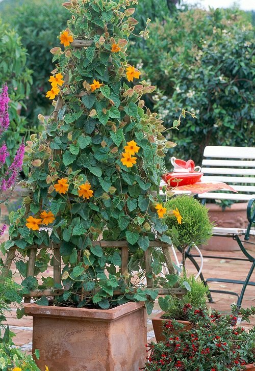 Best Vines and Climbers for the Balcony and Patio 12