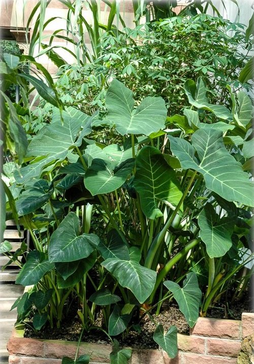 Plants to Grow in Your Tropical Edible Garden 1