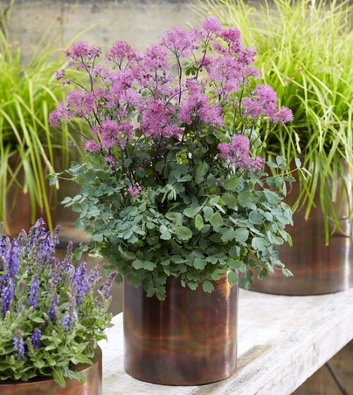 Purple Evergreen Flowers in tin can
