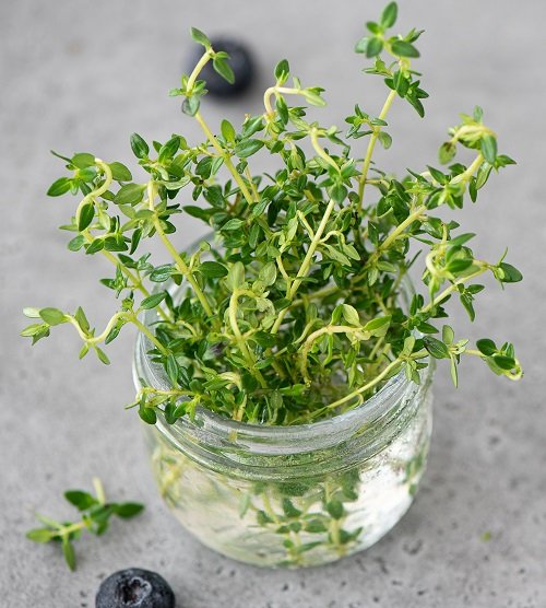 Herbs that Grow from One Cutting and a Glass of Water 7