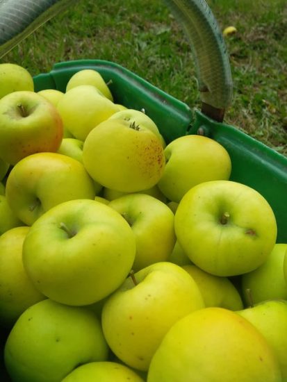 31 Different Types Of Green Apple Varieties Balcony Garden Web   Tolman Sweet Apple 413x550 