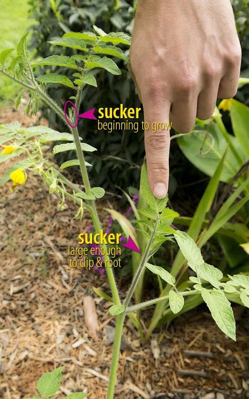 Grow Tomatoes from Suckers1