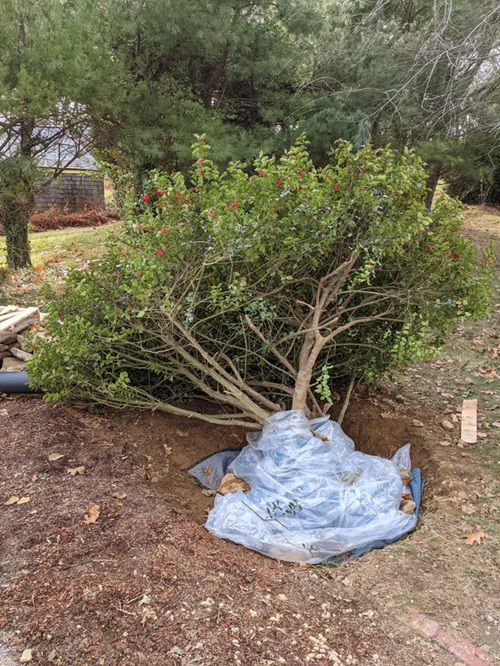 Move Deciduous Shrubs to Right Spot