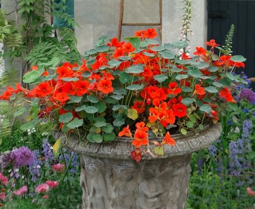 Top Orange Wildflowers for Your Yard in pot