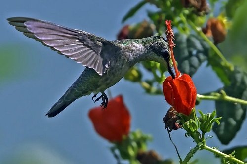 17 Plants That Attract Hummingbirds in Florida 3