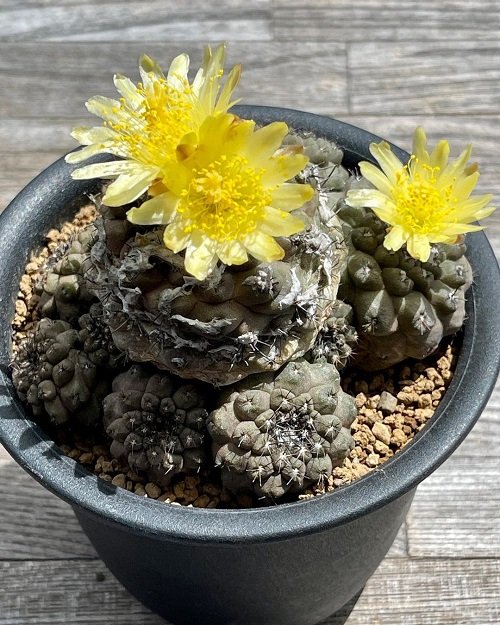 Yellow Flowering Cactus in black pot