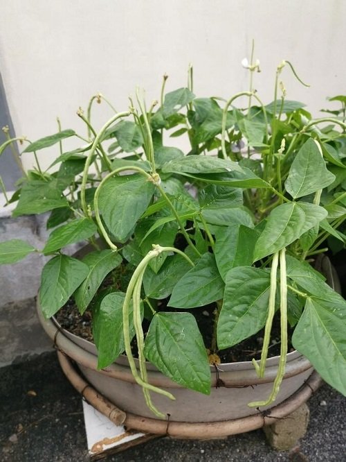 Best Types of Beans You Can Grow Vertically 10