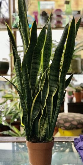 How to Grow Big and Tall Snake Plant | Balcony Garden Web