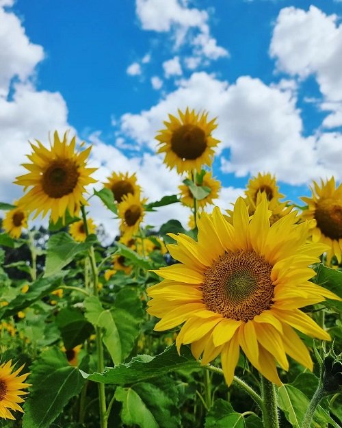 When do Sunflowers Bloom in Texas 2