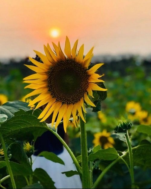 When do Sunflowers Bloom in Texas