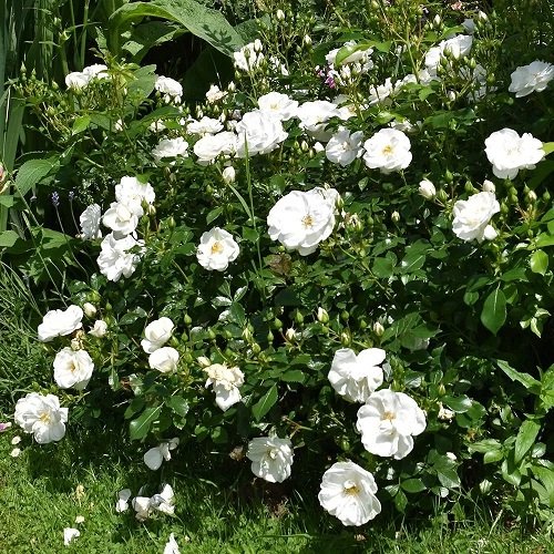 42 Best White Garden Roses Varieties 14