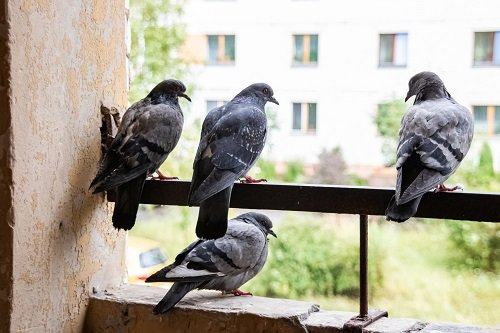 How to Keep Pigeons off Balcony