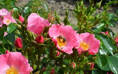 Best Plants that Attract Bees 46