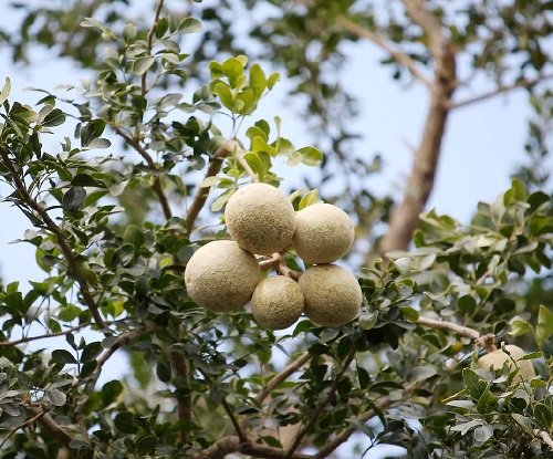 Most Strangest Fruits to eat2