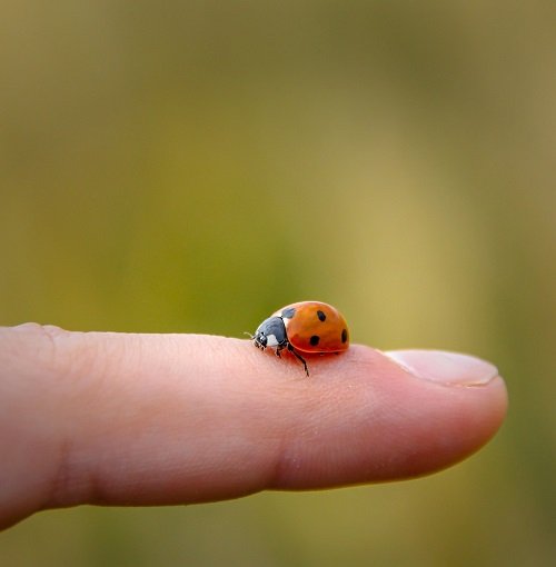 What Does it Mean When a Ladybug Lands on You? 2