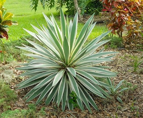 Different Types of Yucca Plant Varieties 16