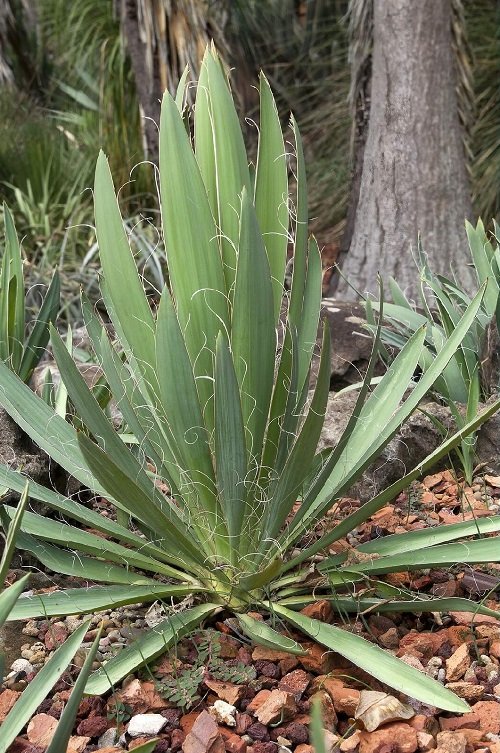 Different Types of Yucca Plant Varieties 19