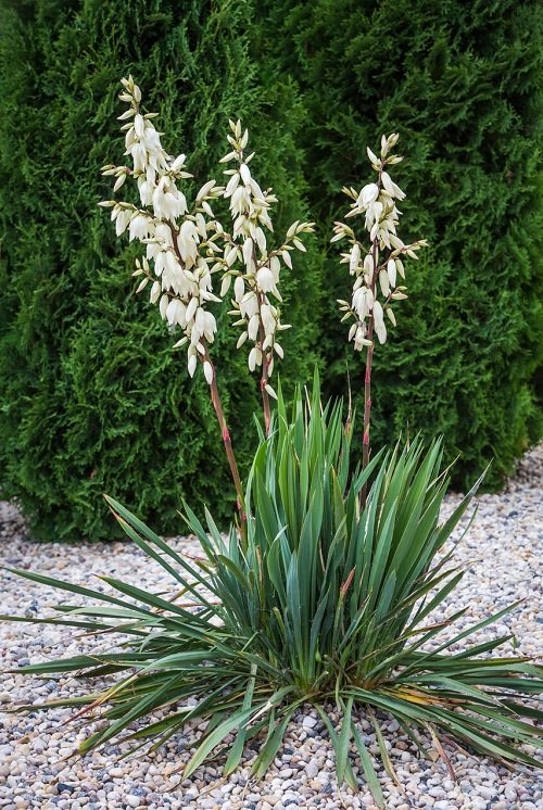 Plant Varieties for Yucca 