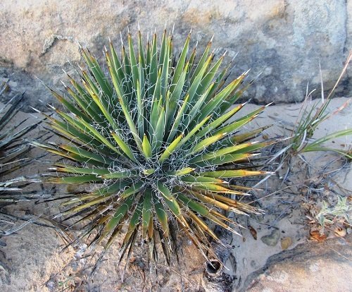 Types of Yucca Plant Varieties in rock