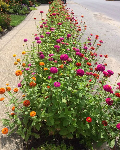 stunning walkway plants 