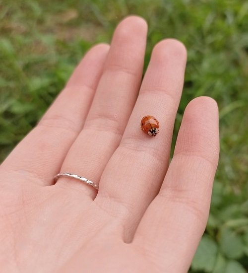 What Does it Mean When a Ladybug Lands on You? 1