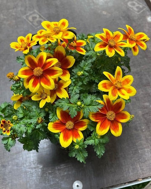 Flowers that Look Like Marigolds 56