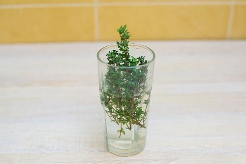 Herbs that Grow from One Cutting and a Glass of Water 9