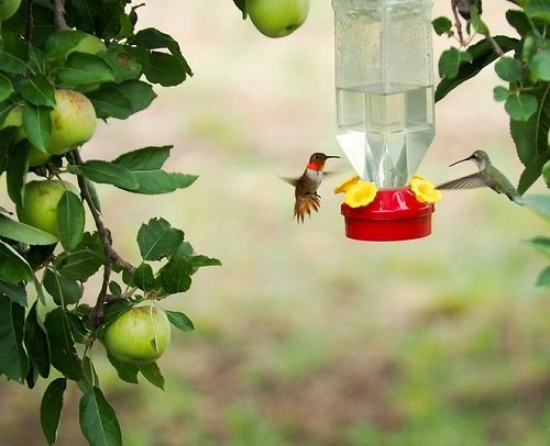 Inventive Recipes for Hummingbird Cuisine