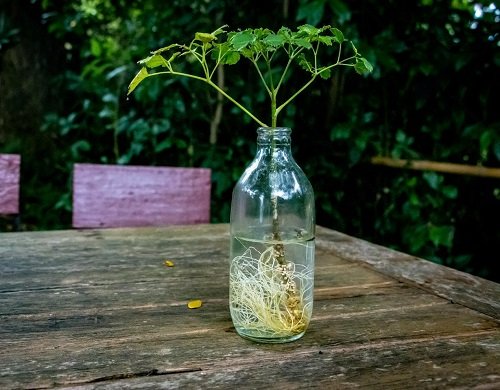 Vase-Gardenable Indoor Plants2