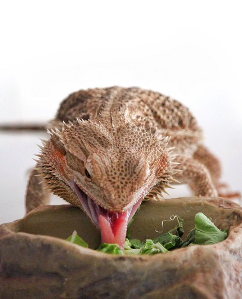 What do Bearded Dragons Eat 5