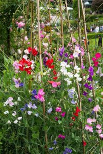 4 Gorgeous April Birth Month Flowers | Balcony Garden Web