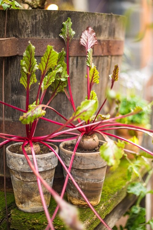The Top 18 Indoor Vegetables | Indoor Vegetables You Can Grow