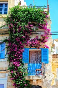 18 Best Vines and Climbers for Balcony and Patio