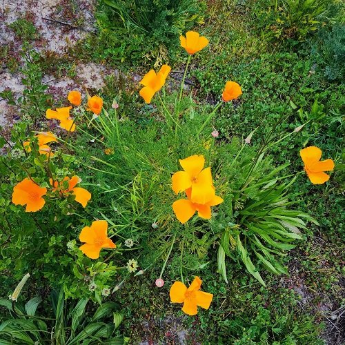 Flowers that Look Like Marigolds 44