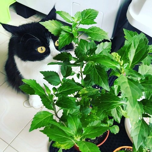 Cat Whiskers Plant 1