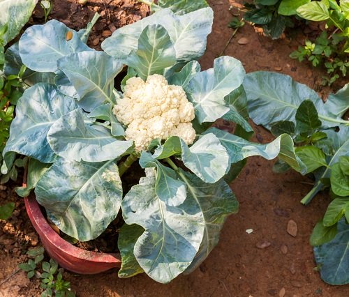 What Vegetables to Plant in March 18