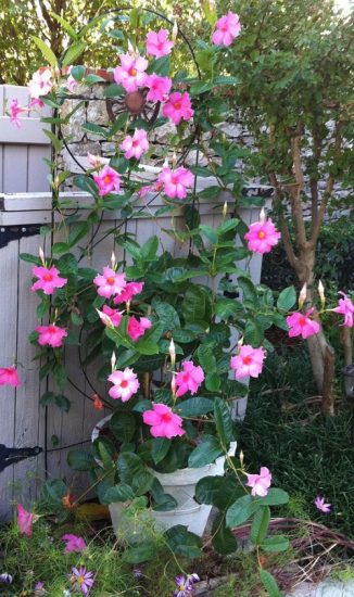 20 Super Cool Mandevilla Trellis Ideas 