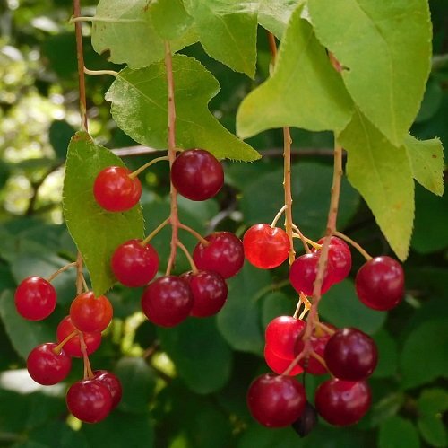 Types of Wild Berries that eatable