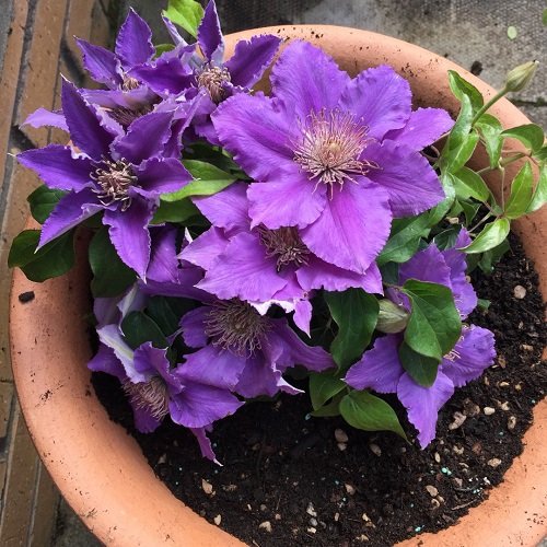 Stunning Blue and Purple Flowers 2