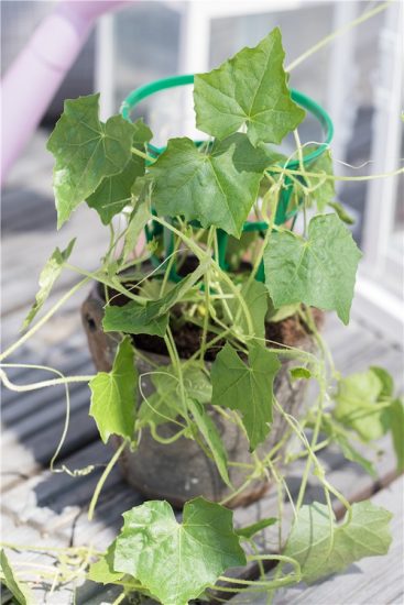 Growing Cucumbers in Pots | How to Grow Cucumbers in Container