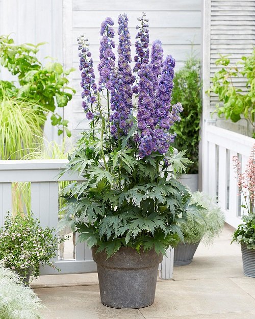 Purple Annual Flowers in pot 1